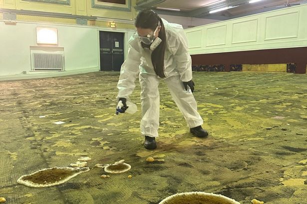 Toxic mushrooms spark urgent biohazard event in abandoned UK bingo hall