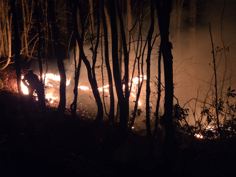 Ordu'da ormanlık alanda yangın... Alevlere müdahale ediliyor