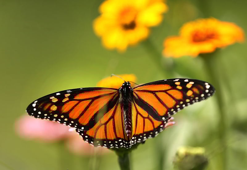 What the Trump Administration’s Plan to Weaken Endangered Species Protections Could Mean