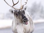 Brrritain's sweetest snaps of snowy animals in the Arctic blast