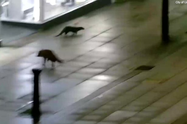 Fox and otter captured on CCTV in 'Disney moment' playing in deserted city