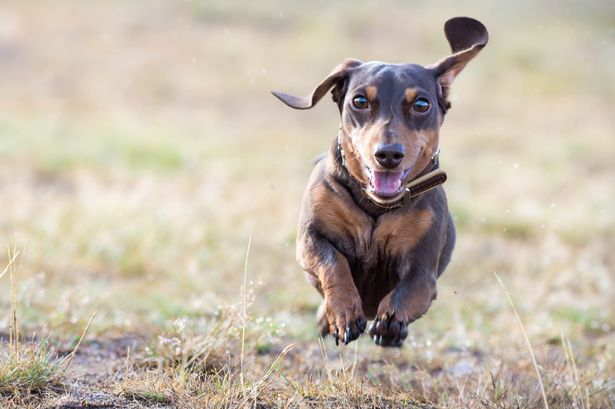 Woman buys mini dachshund puppy but can't believe what it grows into