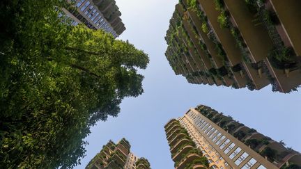 Les plantes améliorent notre santé mentale, confirme une étude scientifique