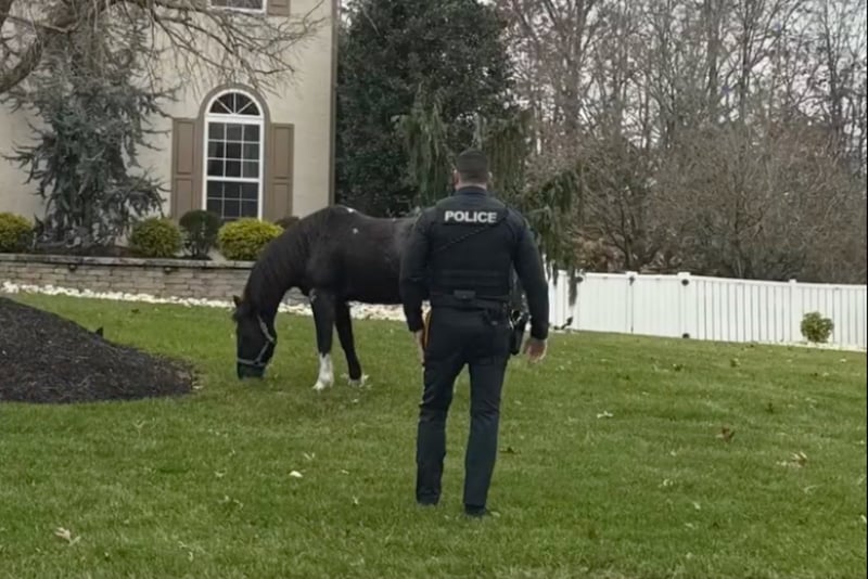 Horse nicknamed Seabiscuit captured after leading police on chase around New Jersey town