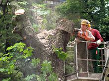 Abholzung in Berlin schreitet dramatisch voran: Wird auch Ihr Kiez zur baumlosen Betonwüste?