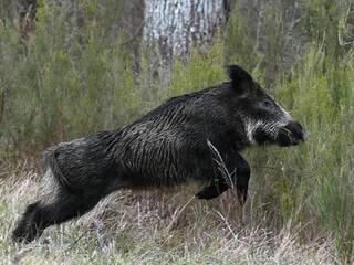 Les sangliers font des dégâts, ce grand parc au cœur d’Angers va devoir fermer