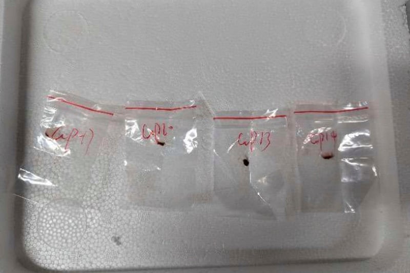 What is Fusarium graminearum? The plant that landed a scientist in court