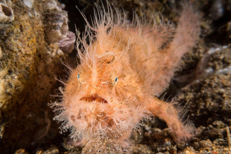 How The Frogfish Perfected The Art Of Deep-Sea Fishing — A Biologist Explains