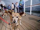 Inside the world's only cruise that allows pets onboard - with chefs cooking up luxury dog food to serve to pups