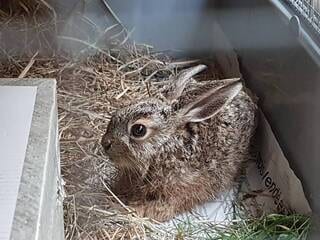 « Abomination », « épouvantable » : ils avaient abandonné dans leur maison onze chats, un chien et deux lapins