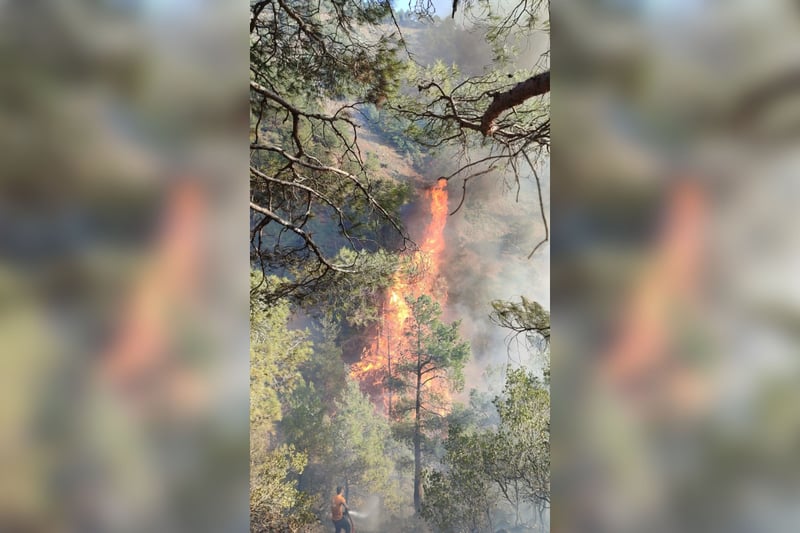 Hatay'da orman yangını