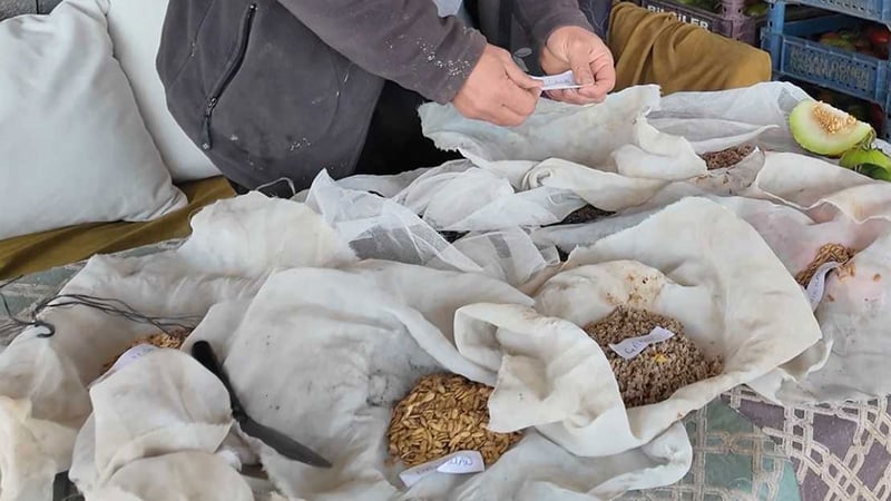 Ata tohumunu yaşatmak için yola çıktı: 10 ilde ücretsiz dağıtım