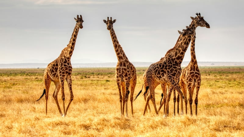 Pourquoi les girafes ont-elles de si longues pattes? Voici une explication qui vaut le cou(p)