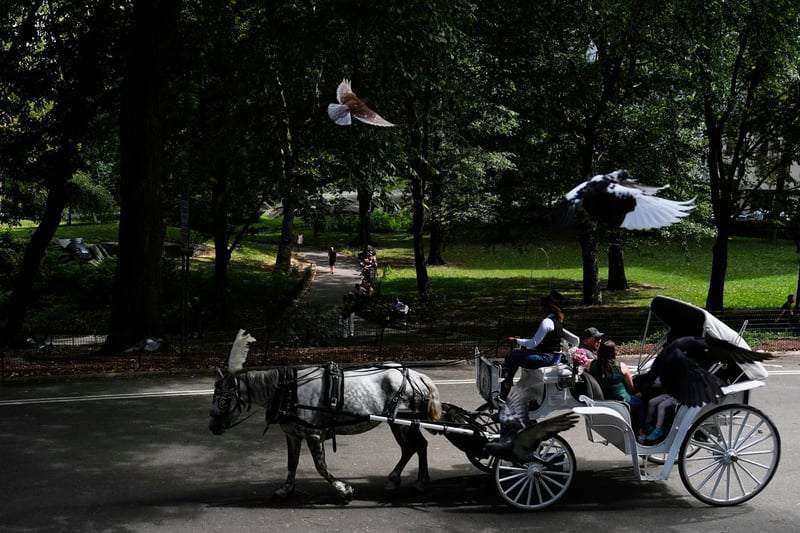 Proposal to ban Central Park horse carriages voted down by key NYC council committee