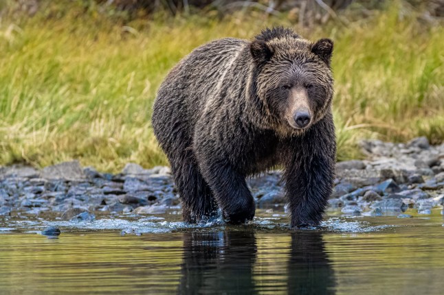At least one dead and 11 injured after grizzly bear attacks schoolchildren