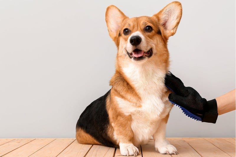 Dogs transformed from wolves during the Stone Age, study finds