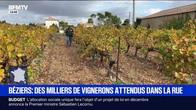 Les vignerons d'Occitanie se mobilisent samedi pour alerter sur leur situation