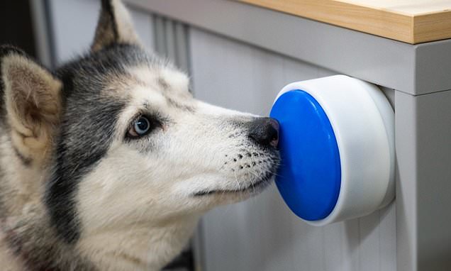 Now your DOG can make you a cuppa! Scientists develop a button that allows your pet to switch the kettle on