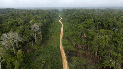 Des millions d'habitants en Amazonie : la découverte qui réécrit l'histoire de ce territoire longtemps considéré comme une "forêt vierge"
