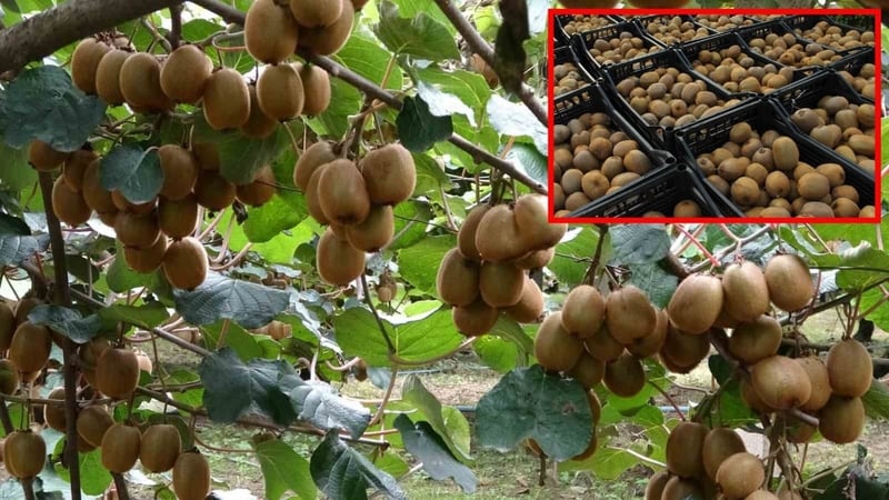 Hasat başladı, rekor kırıldı! Tam 13 bin 800 ton üretim yapıldı: Talep yüksek, üretici umutlu