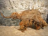 De-extinction of the woolly mammoth takes a MAJOR step forward: Scientists extract the RNA from a creature that lived 40,000 years ago - and it could allow them to resurrect the lost species