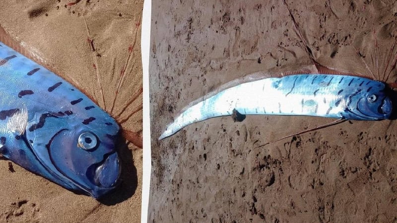 Dev kıyamet balığı sahile vurdu: Hemen incelemeye alındı