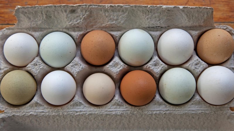 Ne sarı ne beyaz en sağlıklı yumurta meğer buymuş