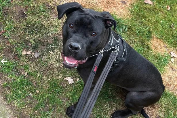 5 dogs at the Scottish SPCA in search of their forever home