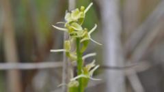 Rare orchid brought back from brink of extinction