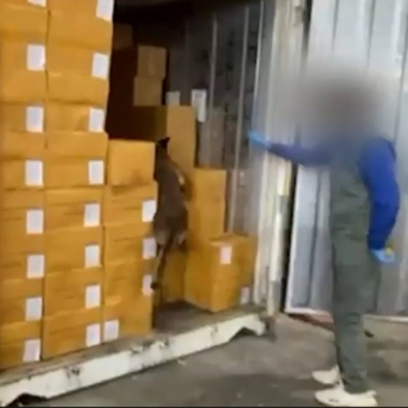 Derince'de 1,5 ton zehir!