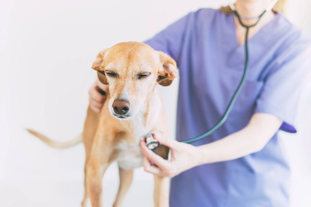 Dog owners warned over serious illness that's worst in November