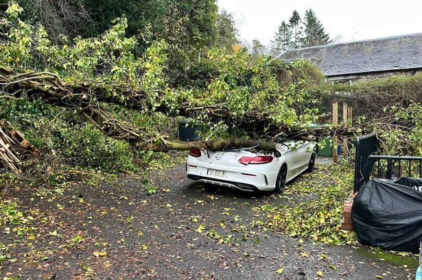 Special meeting planned over Bridge of Allan land mystery following tree trouble