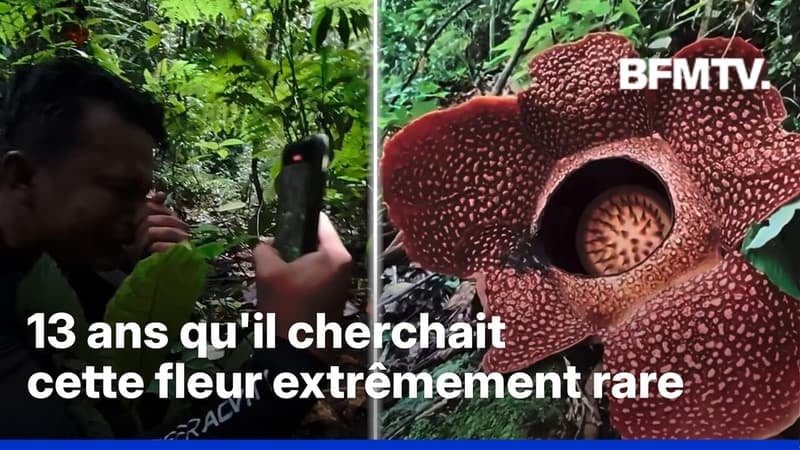 Indonésie: un chercheur fond en larme en découvrant la plante qu’il cherche depuis plus de 13 ans