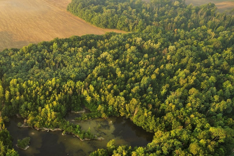 Succession : offrir des forêts privées pour leur redonner vie