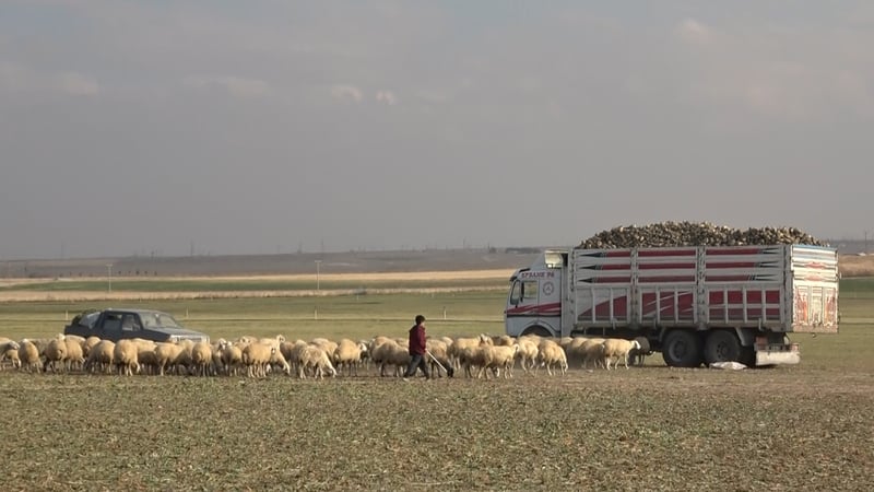 Konya'dan sonra Aksaray'da da ortaya çıktı! Bölge halkı korku içinde yaşıyor