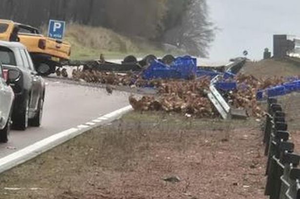 A9 closed after chicken trailer crash leaves dozens of birds running in panic