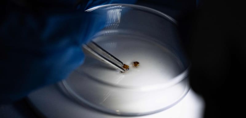 Neue Ermittlungsmethode – Forscher wollen Mordfälle künftig mit Bettwanzen lösen