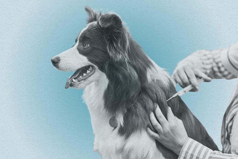 Here’s Why Fewer People Are Vaccinating Their Pets