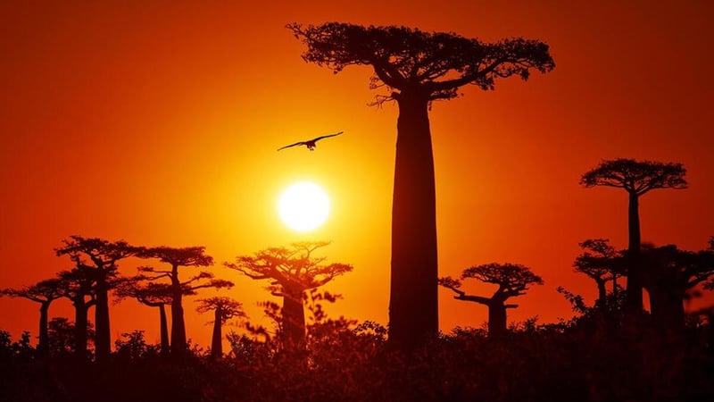 Más allá de Madagascar: los países de África donde también puedes disfrutar de baobabs