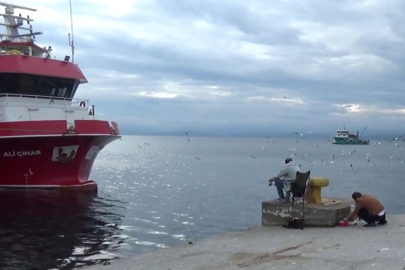 Sinoplu balıkçılar dertli: “Hamsi bol ama para etmiyor, çalışarak iflasa gidiyoruz”